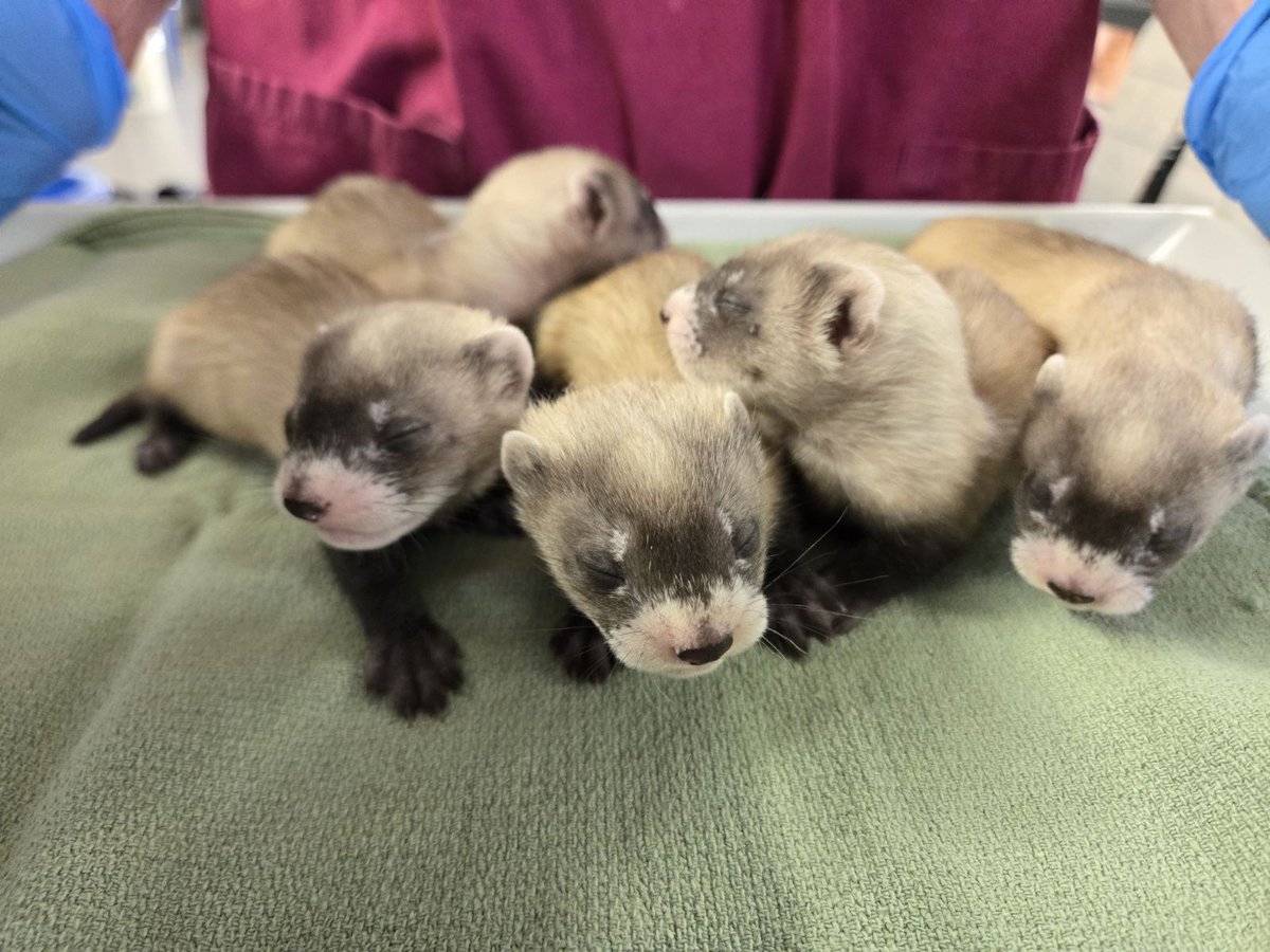 This summer, 45 endangered Black-footed ferret kits were born at the Louisville Zoo! In the upcoming weeks 42 of the BFFs will be released into the wild in their natural American prairie.

Learn more at louisvillezoo.org/bff