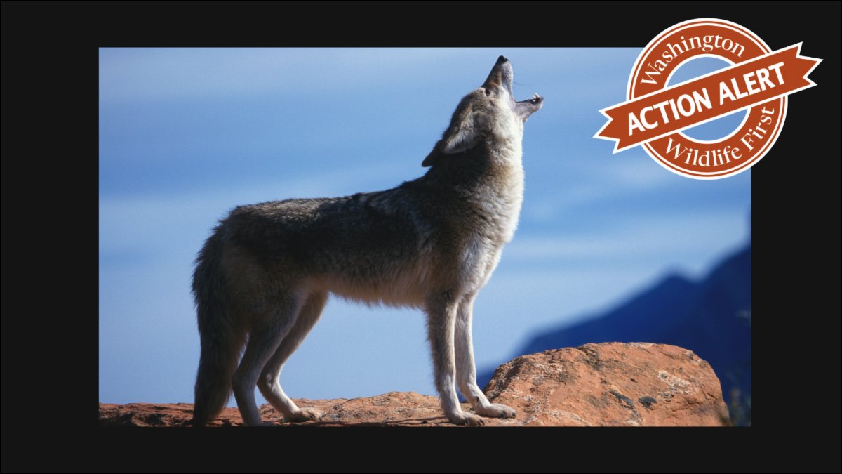 🙀The #WA Fish &amp; #Wildlife Commission has delegated rulemaking petitions to Director Susewind, muzzling wildlife advocates' input on critical decisions like the protection of wild #salmon and large #carnivores. We must demand a voice! 📝 Sign the petition: docs.google.com/forms/d/e/1FAI…