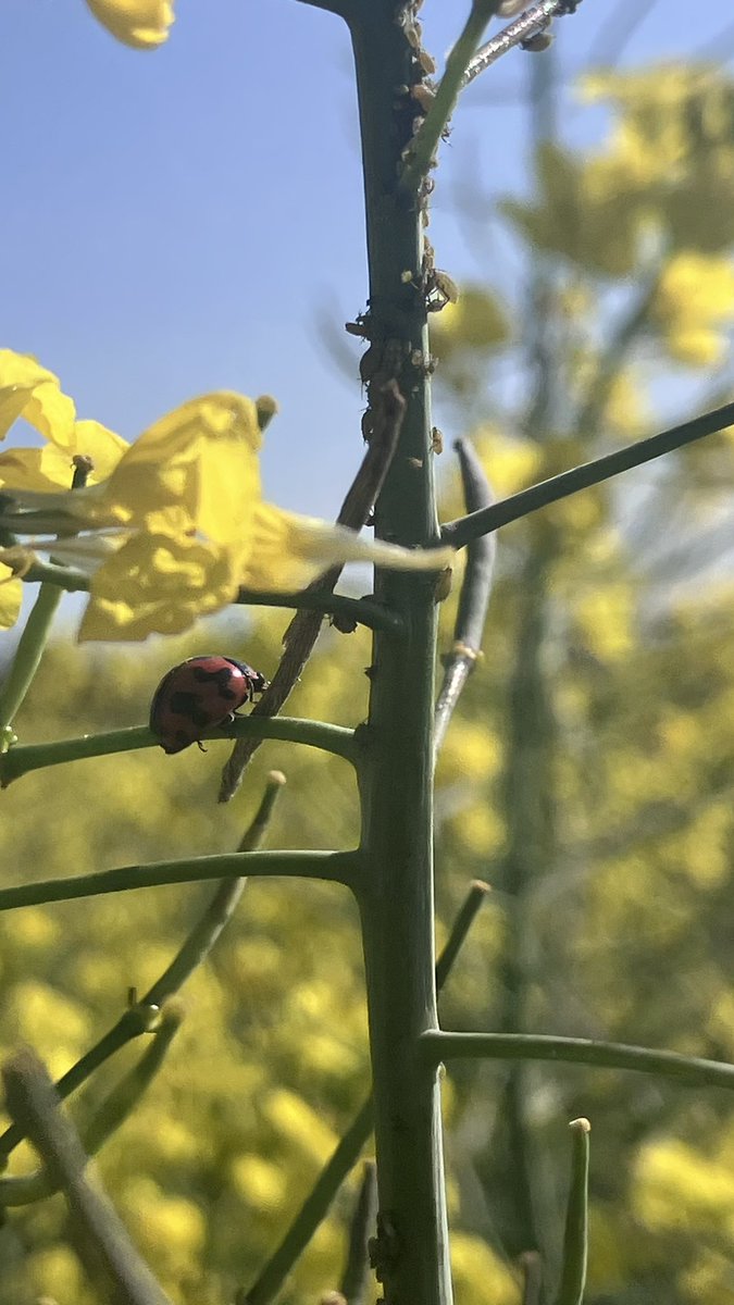 I love watching an intergraded pest management system working. Eat up love, and tell your friends👌