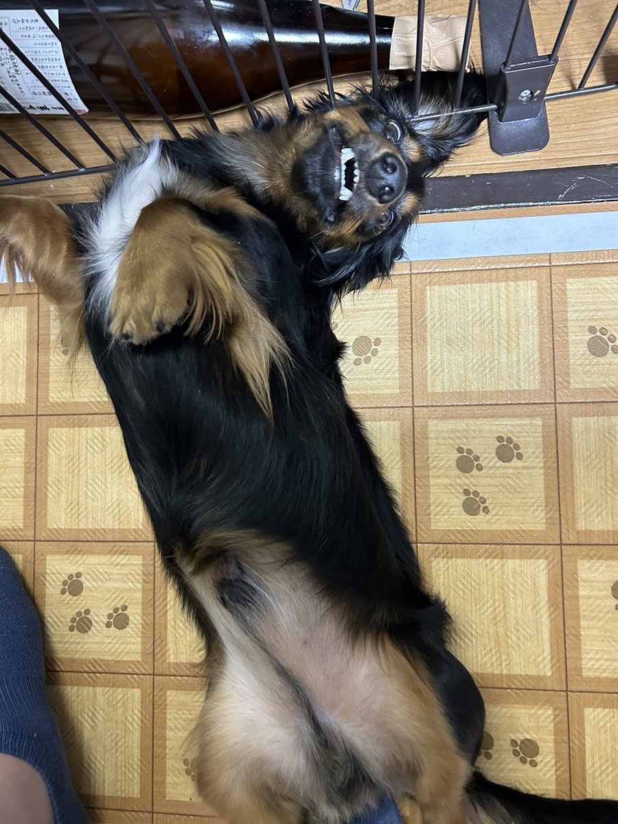 akane_tatsuki's tweet photo. え？なんすか？って https://t.co/h9NDhK7NrU