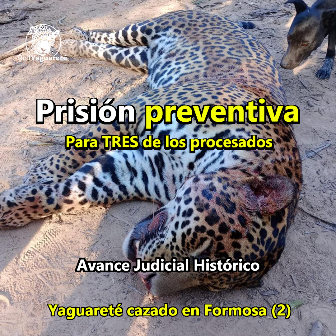 HISTÓRICO: 
PRISIÓN PREVENTIVA PARA TRES PROCESADOS POR MATAR YAGUARETÉ EN FORMOSA.

En un avance judicial sin precedentes en Argentina, las tres personas que estaban prófugas y se entregaron días atrás, declararon, fueron PROCESADOS y se les dictó la PRISIÓN PREVENTIVA, por lo