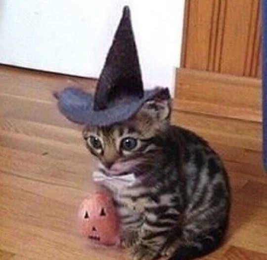 B 🪡 🐝 tweet media