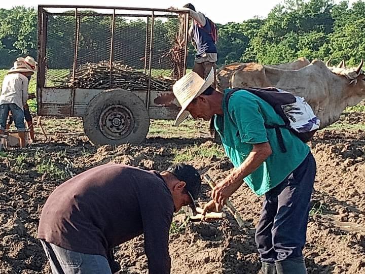La recuperación cañera tarea de todos, esta es la muestra de los #Azucareros y los trabajadores de Comunales en #Majibacoa Las Tunas hoy en la siembra de #Caña  en el Banco de Semillas de la EAA Majibacoa