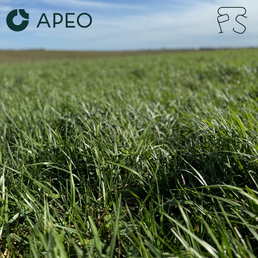 Recorrimos el establecimiento El Entrevero.

Praderas de 2do año con 100 kgs/ha de Urea cargando 950 kgs PV/ha, controlando floración y esperando el aumento de temperatura para subir la carga.