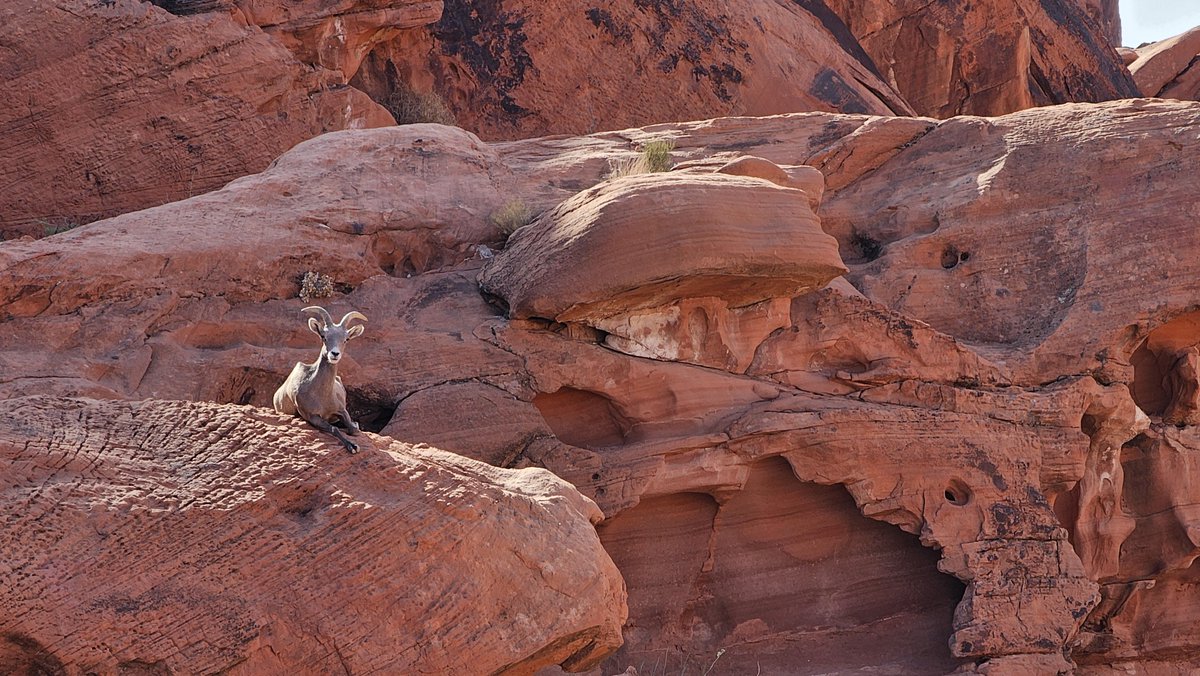 oracleace's tweet image. Scenic #ACEAdventure to Valley of Fire🔥 with a fun day of hiking, 4,000 year old petroglyphs, big horn sheep and friends.