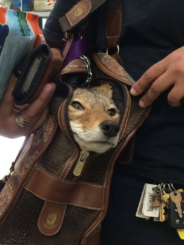 Studying for my CCL (concealed coyote license)