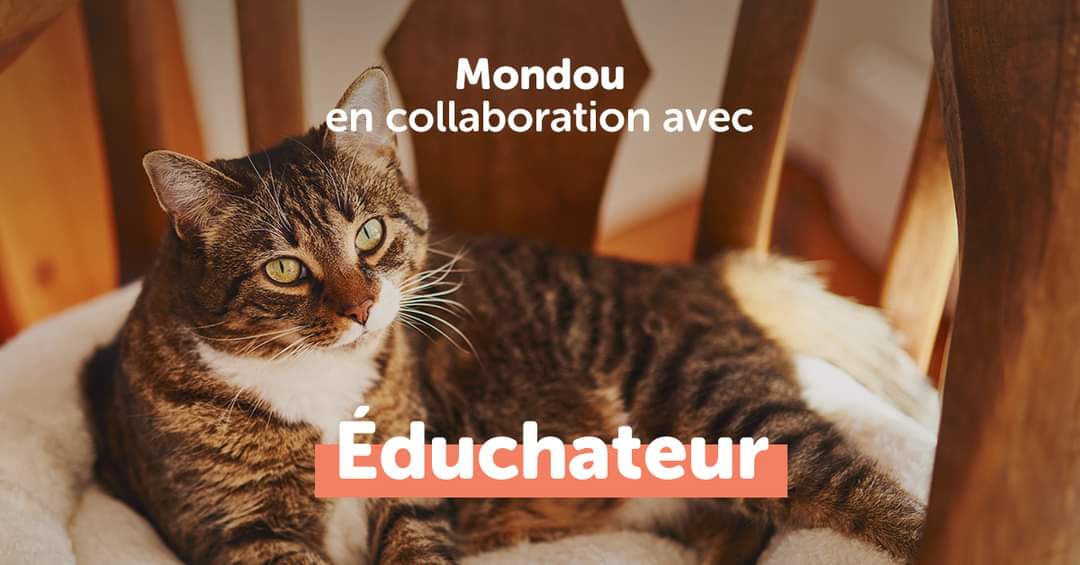 Venez rencontrer votre l'Éduchateur Daniel Filion demain, samedi 14 septembre 2024, dès 9h au <a href="/Mondou/">Mondou</a> de Ville Mont-Royal pour y poser vos questions 😁
C'est un rendez-vous, au 1248 avenue Beaumont 😊
