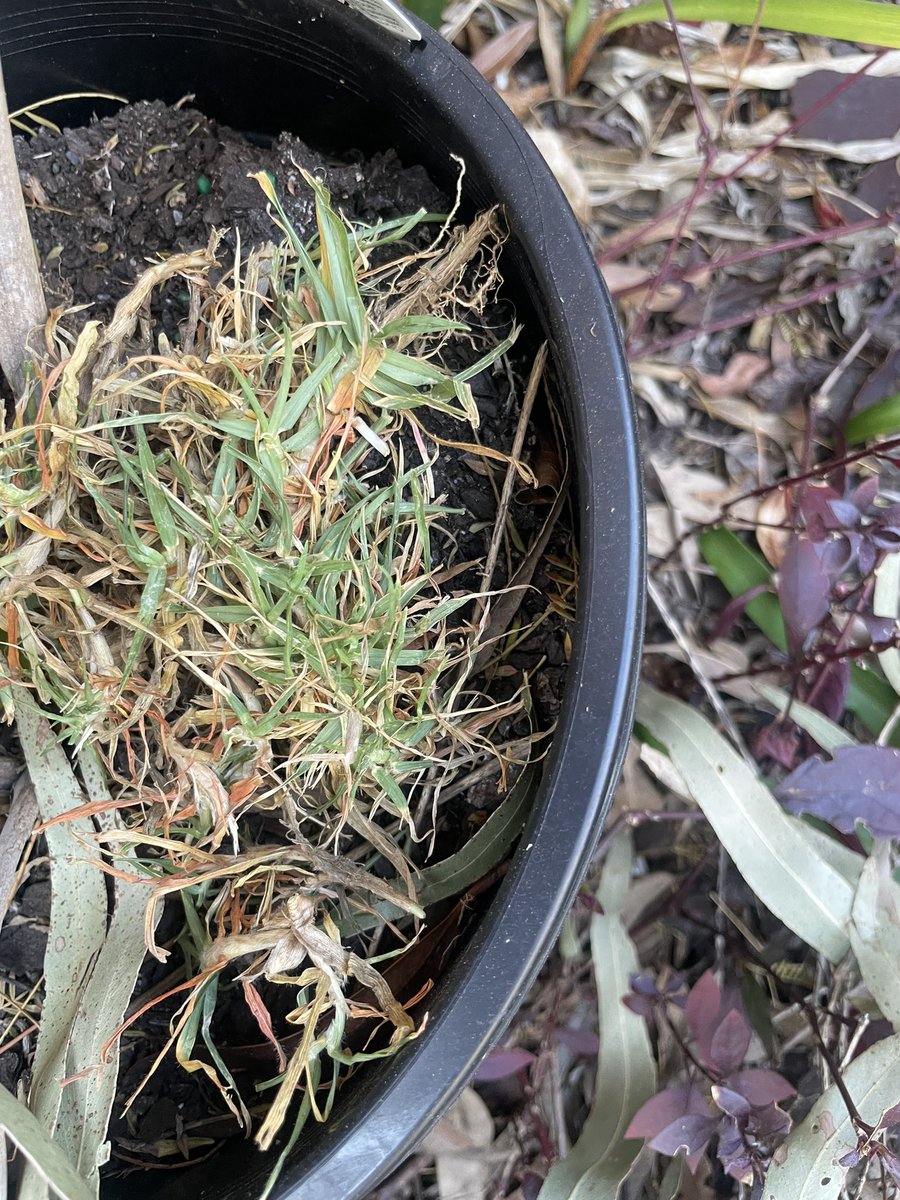 Took a patch of grass off the hill at Penrith last night. Hopefully got enough for it to grow