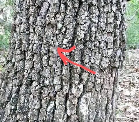 CHRIZZ GOZIE tweet media