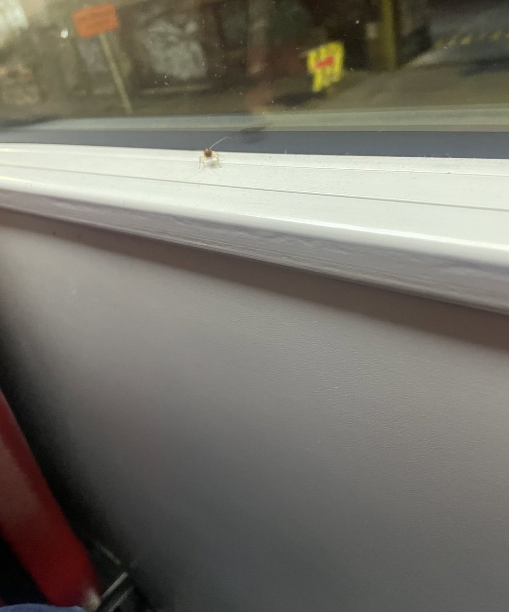 donayello's tweet photo. @TransMilenio #cucarachas https://t.co/AIAfUO4usG