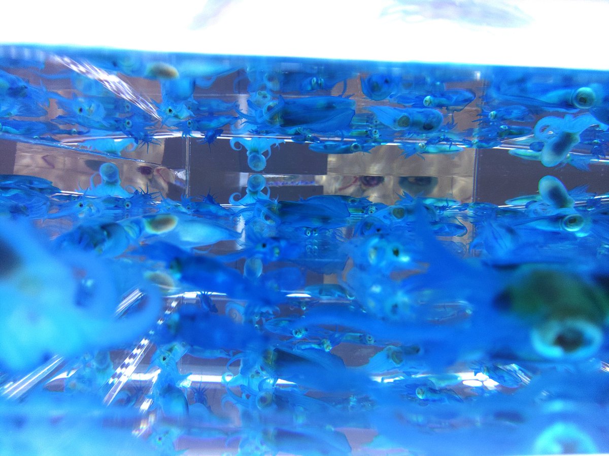 冨田 伊織 新世界『透明標本』展がめんこいテレビのサタデーファンキーズで紹介されました！
しかも作家の冨田さんが生放送に出演！その魅力を語ってくれました😆

シルバーウィーク前半3連休🔥
映像ではわからない立体的な美しさを是非ご自分の目でお確かめください✨

#透明標本三沢