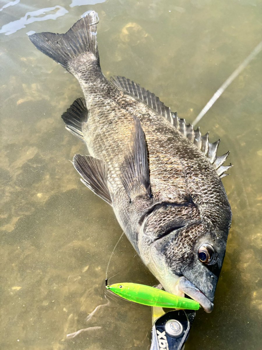 yuuki08031214's tweet photo. 朝まずめ2黒キャッチ
トップ縛りで
＃Fishman_BC 
＃BEMSLOWER73L
＃varivas_jp 
＃シルバーウルフ
＃ラフダイバー90F
＃24スティーズ https://t.co/cl1aQTqBTX