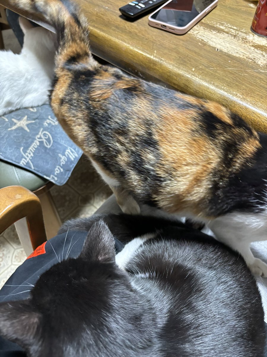 NAMNAM_MONSTER's tweet photo. 子供6人と猫11匹、犬1匹いて、いつまでたっても去年の葬式のお布施払ってくれない檀家さんいるんだけど、用事あって行くたびに猫に癒されて誤魔化されて毎回集金できずにいる。 https://t.co/LQCtp6mbps