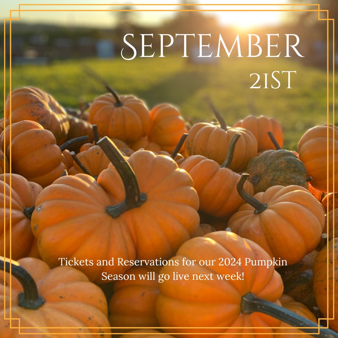 JonesFamilyFarm's tweet image. Our NEW WEBSITE is now LIVE for Pumpkin Season 2024! Save when you make your reservations in advance for the Pumpkinseed Hill Exploration!  Active military receive free Pumpkin season entry with ID; seniors 62 years and old receive free entry on Wednesdays
jonesfamilyfarms.com
