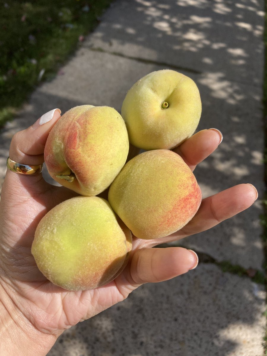 Some delicious peaches from our school peach tree!