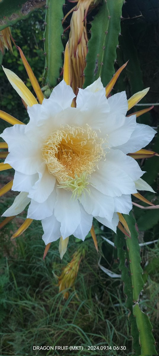 Kalpesh15180692's tweet photo. સવાર સવાર માં આપડી વાડીએ #Dragon_fruit નુ #flowring https://t.co/Av3awe9lnf
