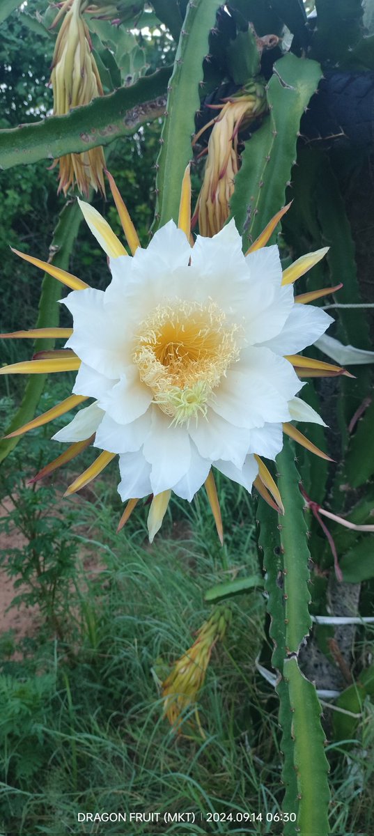 Kalpesh15180692's tweet photo. સવાર સવાર માં આપડી વાડીએ #Dragon_fruit નુ #flowring https://t.co/Av3awe9lnf