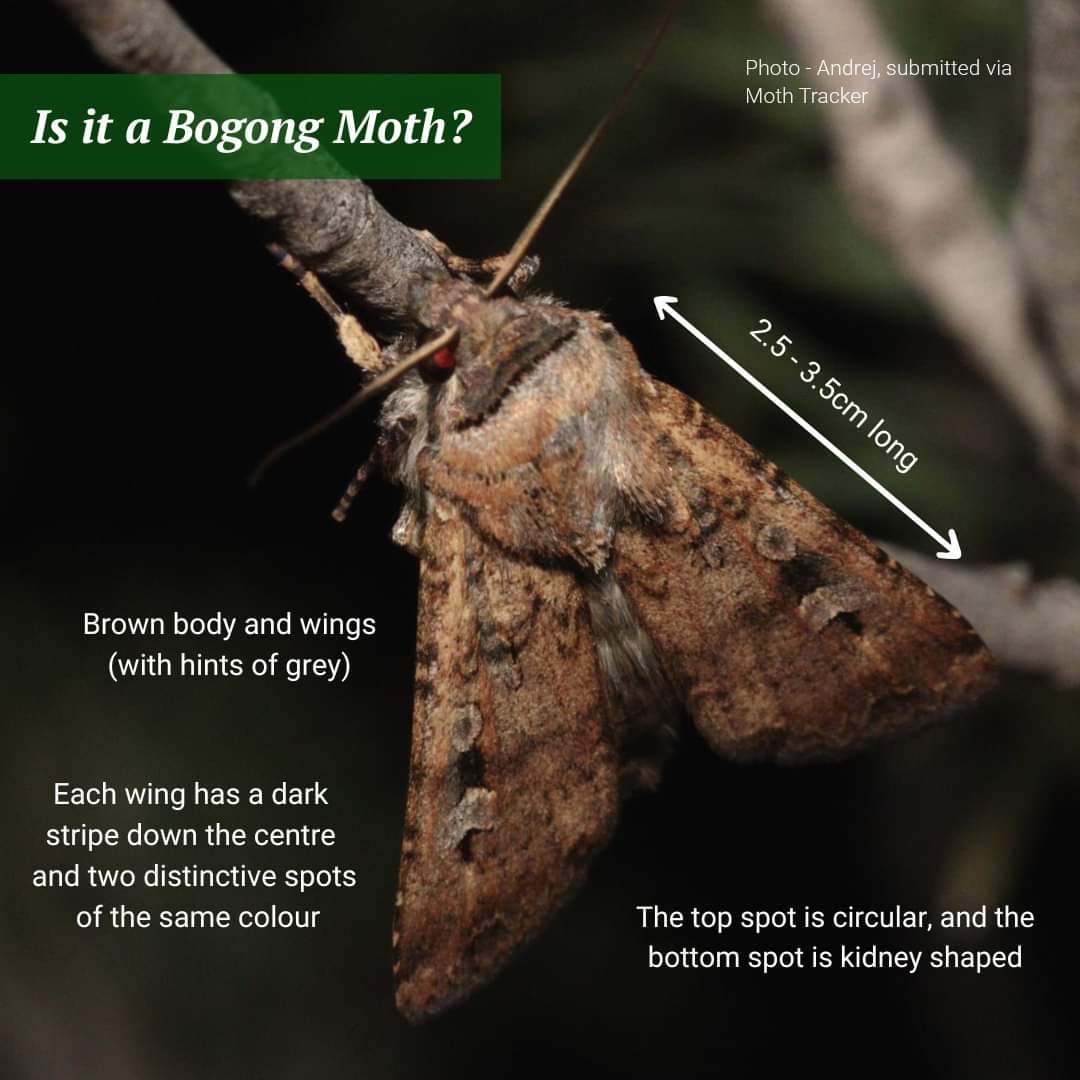 drmparrott's tweet photo. I'm looking forward to chatting about Bogong Moths, Mountain Pygmy-possums & how YOU can help on @einstein_agogo on @3RRRFM tomorrow! Tune in & remember to log your Bogong Moth sightings on Moth Tracker 🦋 @ZoosVictoria #MothTracker #citizenscience
@DrShaneRRR @scidocmartin https://t.co/mRxwzjFH4T