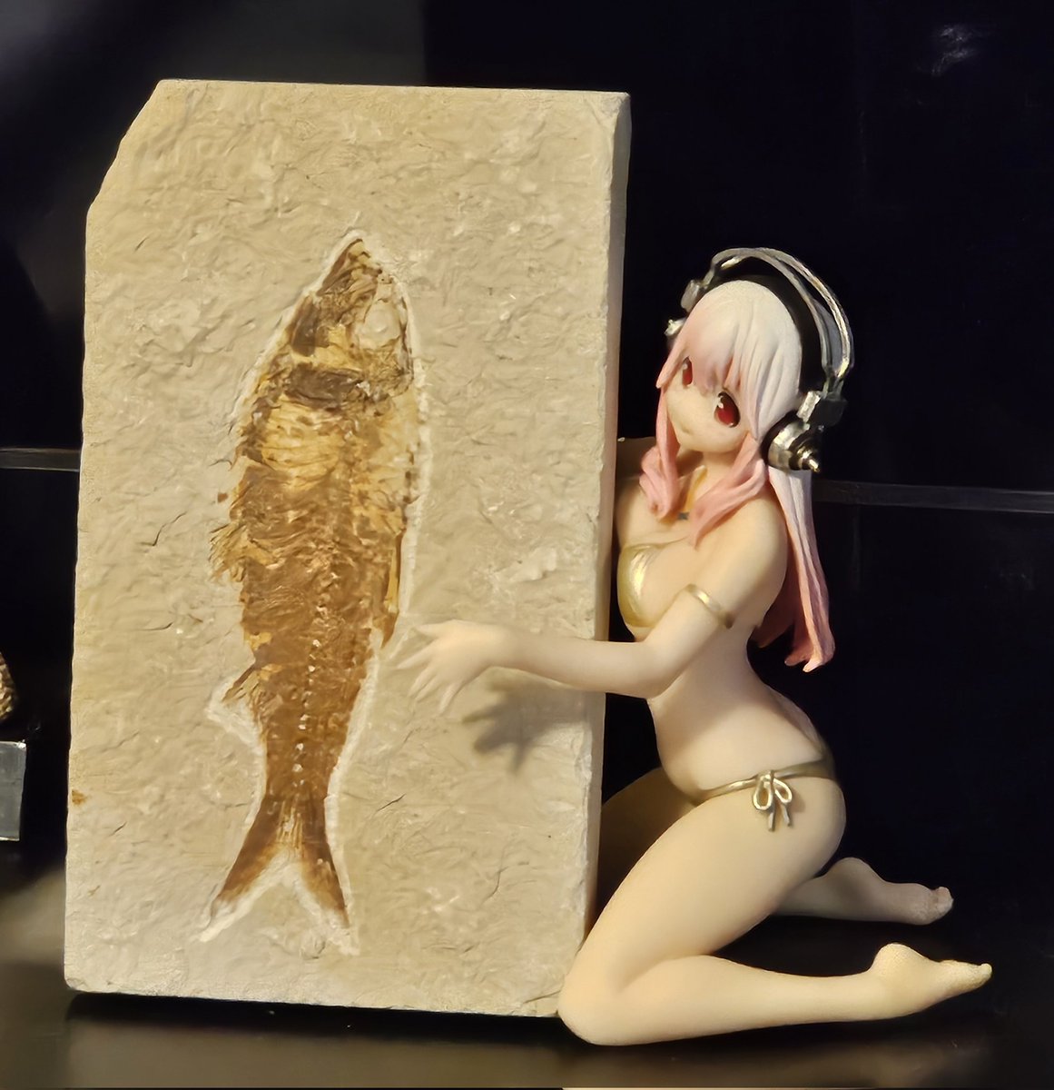 PACADISEFEVER's tweet photo. my gf gave me this awesome fish fossil so i have to display it in the best way i know how https://t.co/cJhpOeFTSg
