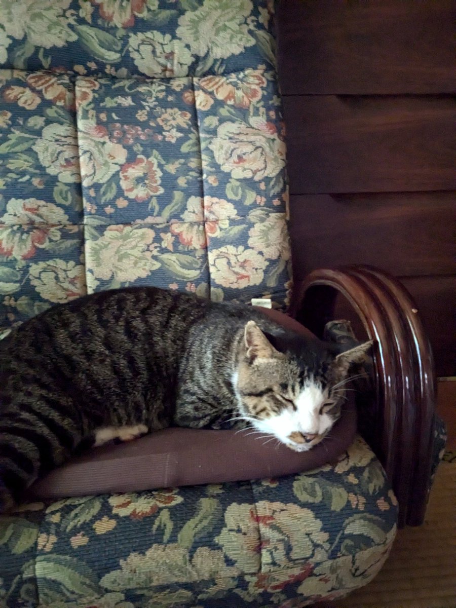 santewaki's tweet photo. #今日の野良猫 https://t.co/j9PismkL11