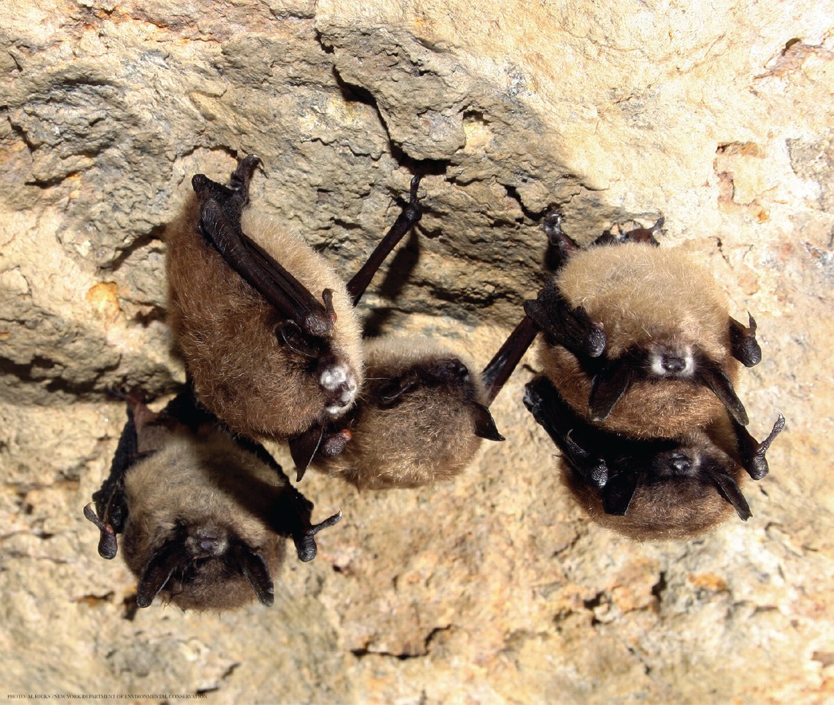 Science Magazine (@sciencemagazine) on Twitter photo White-nose syndrome has led to the significant decline of insect-eating bats since its introduction to North America in 2006. In U.S. counties where it has been detected, farmers compensated for the loss of insect-eating bats by increasing insecticide use by 31.1%, according to a White-nose syndrome has led to the significant decline of insect-eating bats since its introduction to North America in 2006. In U.S. counties where it has been detected, farmers compensated for the loss of insect-eating bats by increasing insecticide use by 31.1%, according to a