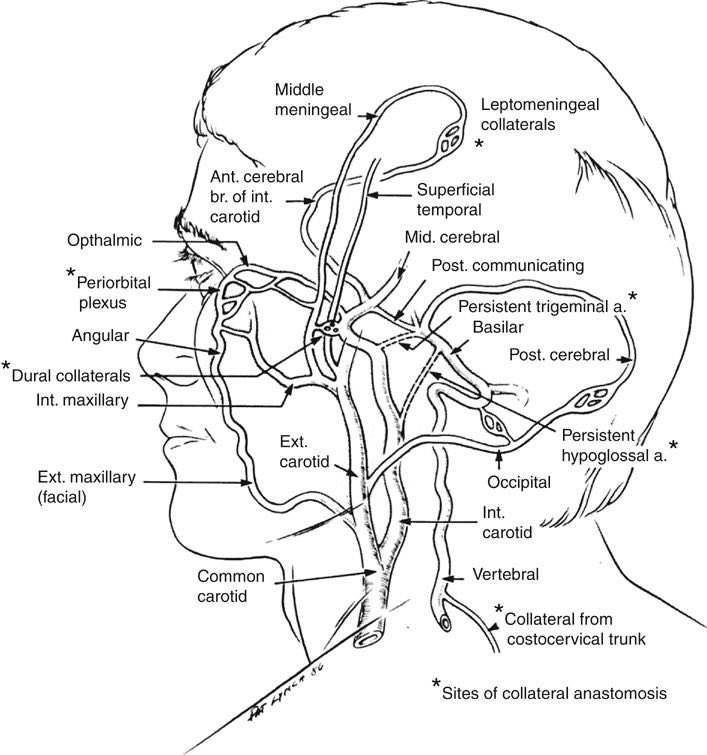 External carotid artery  branches