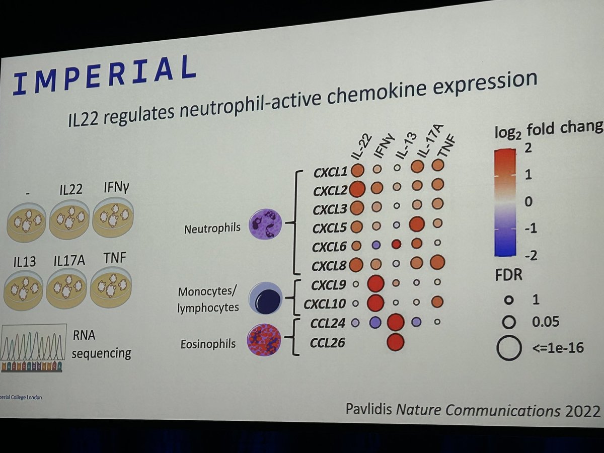 DocKateLynch's tweet image. Masterful Bushell Lecture by @NickPowellLab on his IBD mucosal immunology research - specifically,
looking at IL-22 and its role in IBD - predicts response to ustekinumab, unregulates neutrophil attracting chemokines, among others. #AGW2024