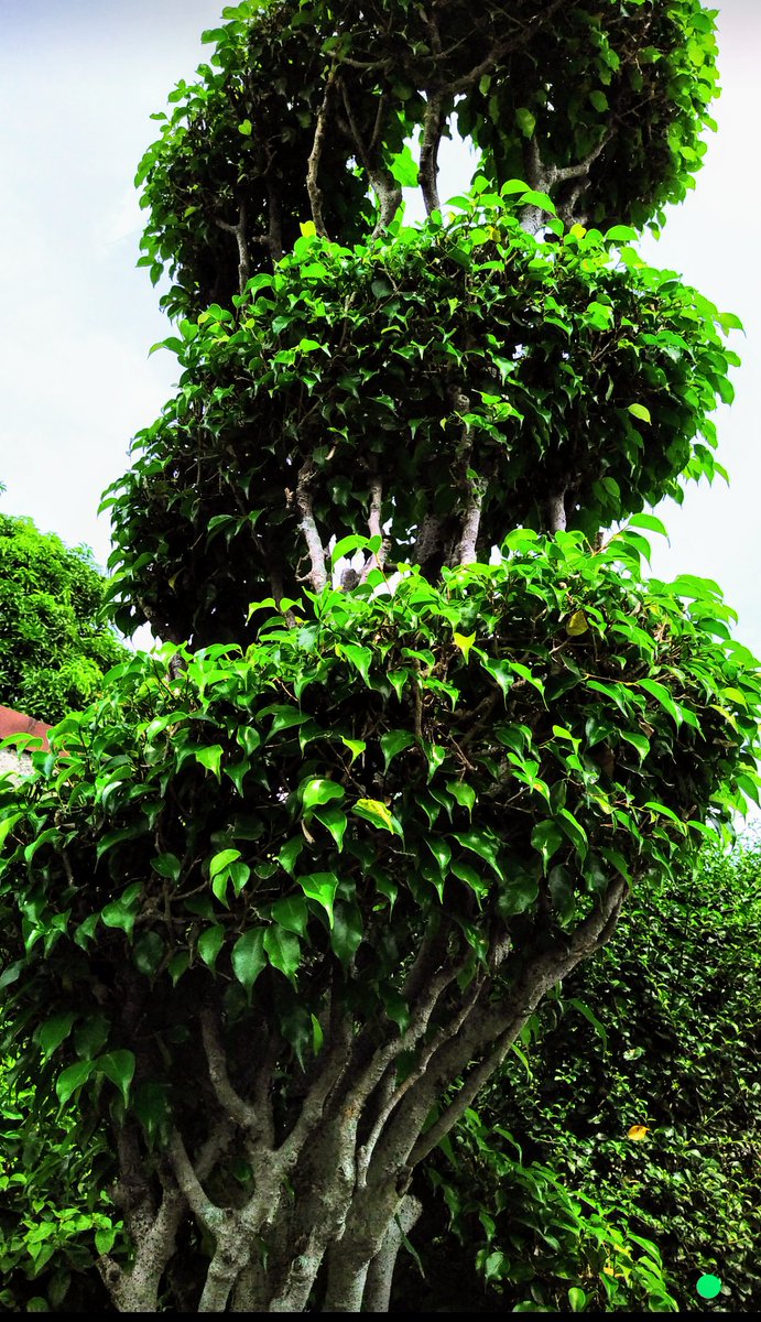 Kon_tessa's tweet image. #AlphabetChallenge 
#WeekKforKnowledge
The KNOWLEDGE of training your shrubs &amp;amp; trees into ornamental shapes is called Topiary 🌳🌿🌲🌿🌳🌿🌲