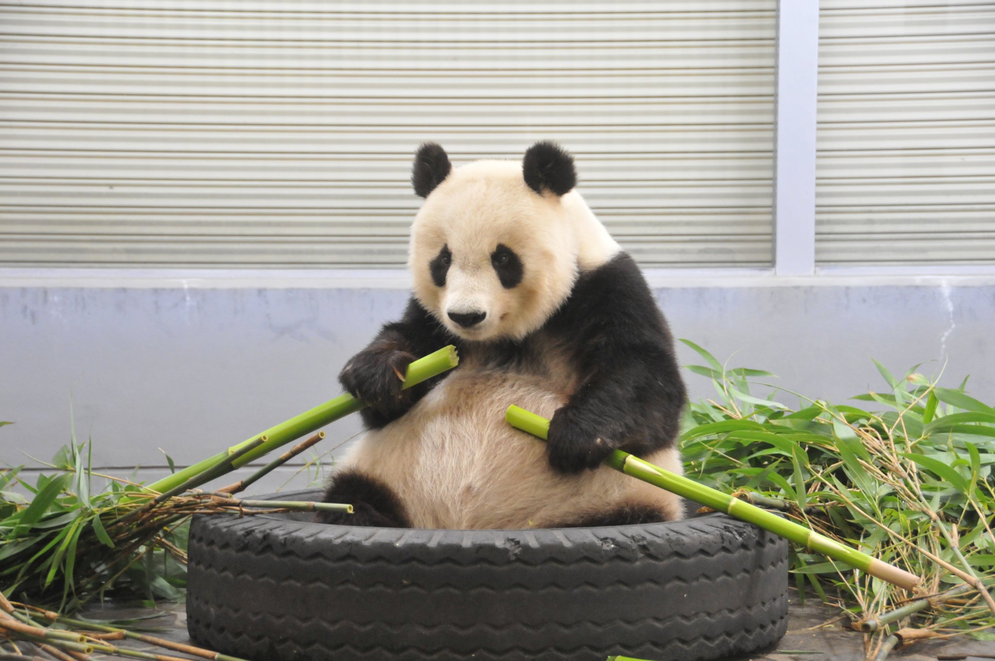 たんたんさん。ご確認お願いします♡ 神戸市立王子動物園（公式） on X: 