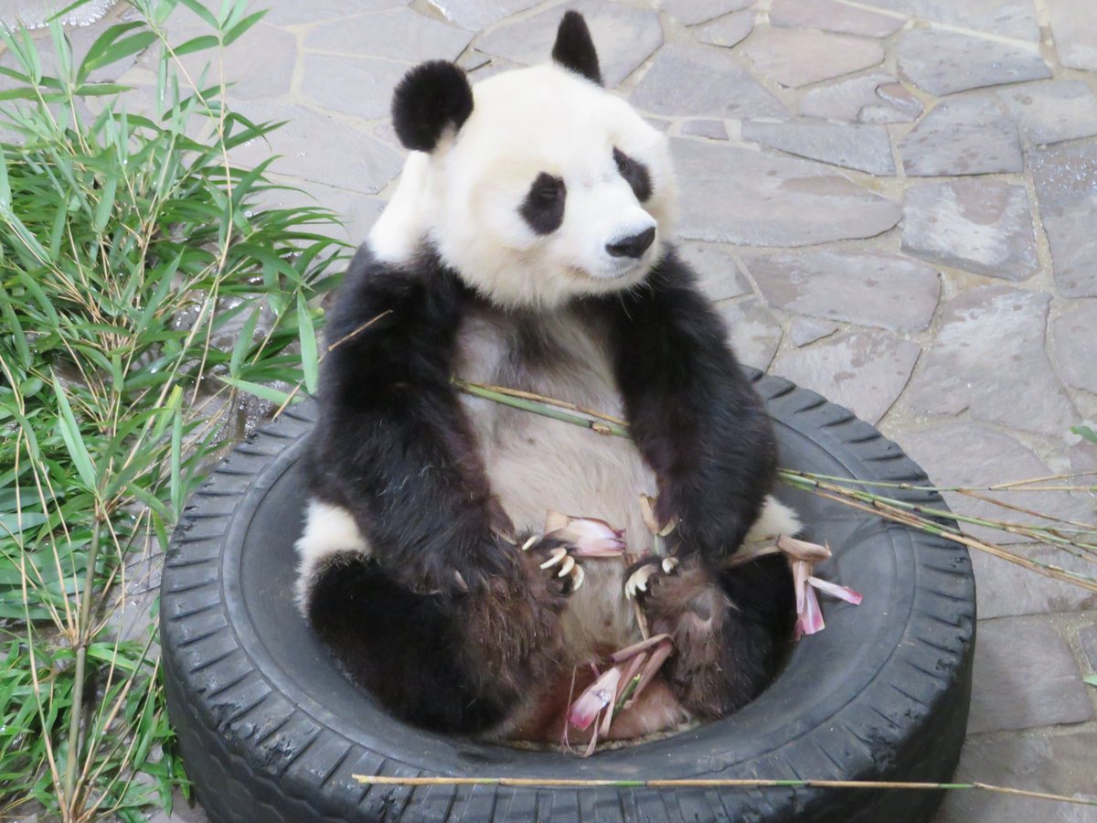 おはようございます！ たんたんさんは大好きなタイヤに座りながら