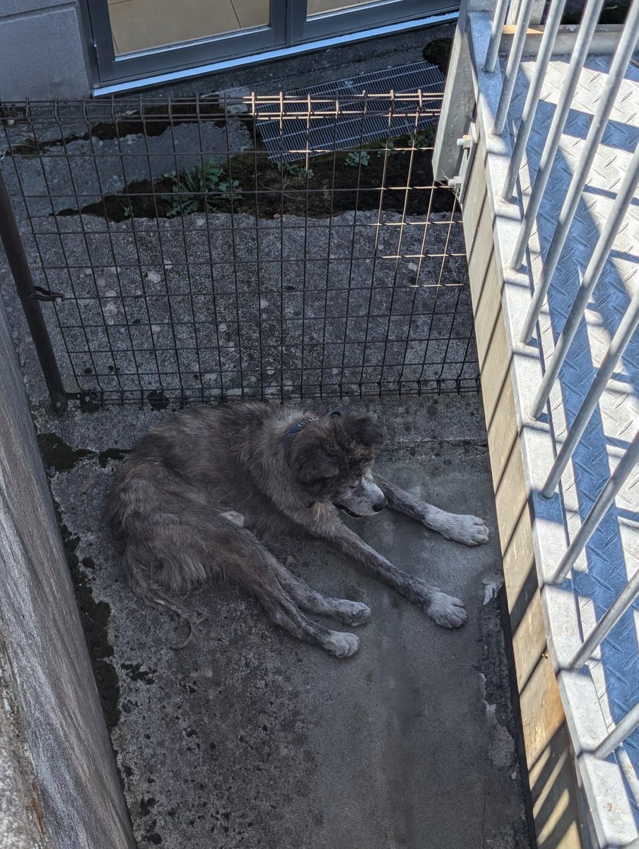 UFO301229788651's tweet photo. 秋田犬かな?
マックスバリュ万野原店に迷い犬います。 https://t.co/OdAkRLIRVC