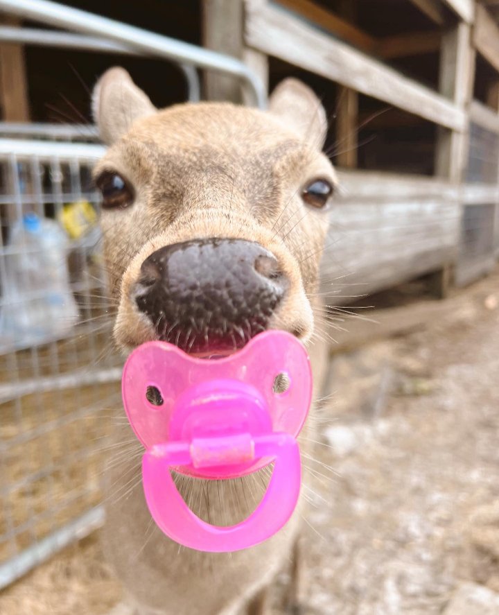 Deerposts (@deerpostss) on Twitter photo 