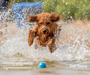 RESERVE YOUR PET PHOTOS TODAY! dlvr.it/TDCpcc