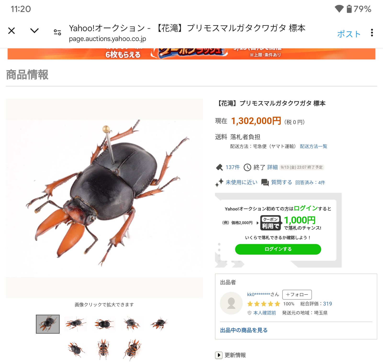 正規品，送料無料 31 コレクター放出品 標本 ネールマルガタクワガタ 17mm