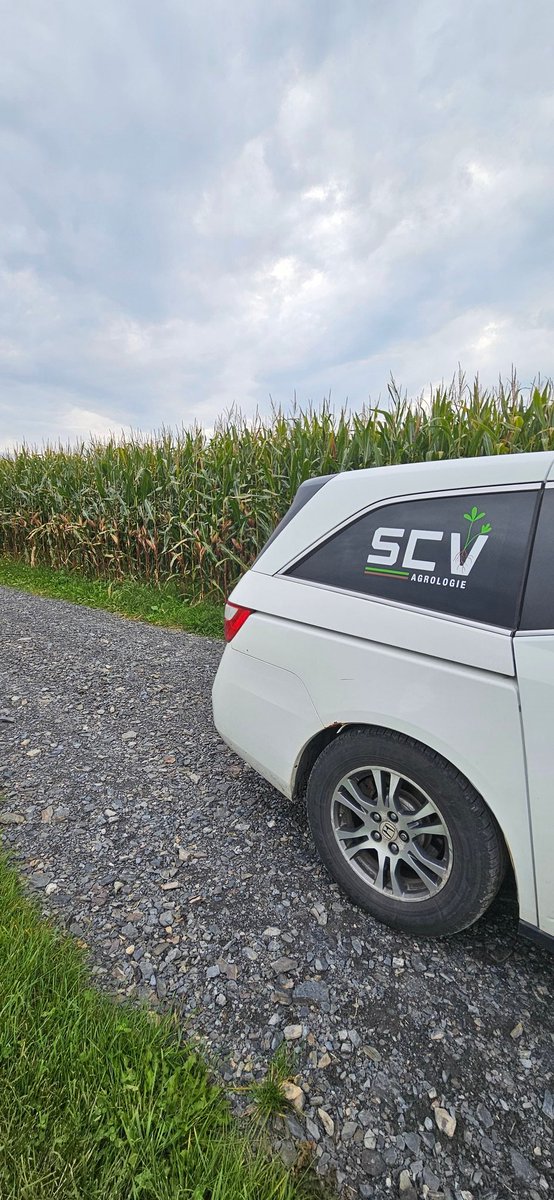 Mais semé sur Prairie vivante 😍