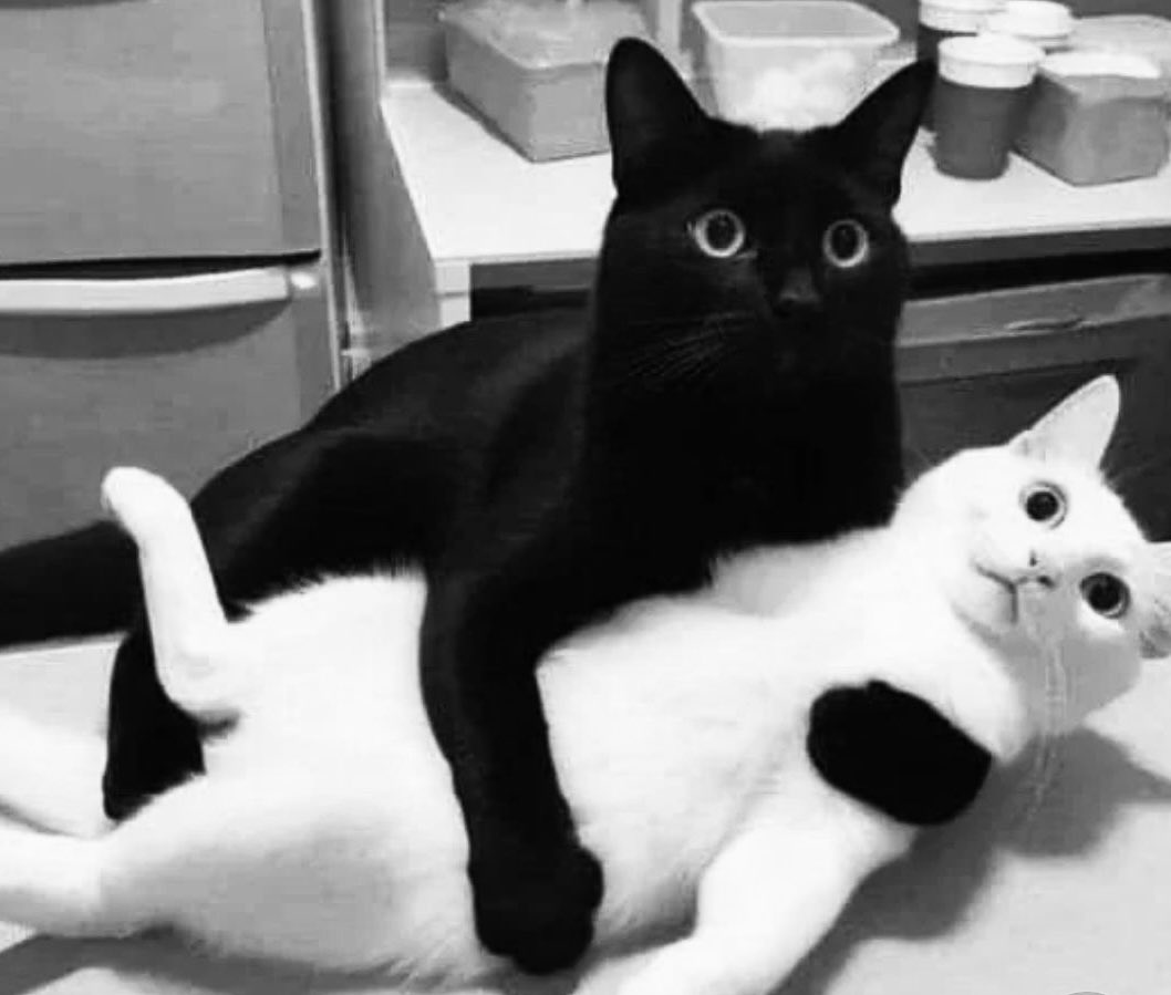 lyann888's tweet photo. Wait ❗️
I can explain ‼️
😳
#Caturday https://t.co/Lp414kMSbf