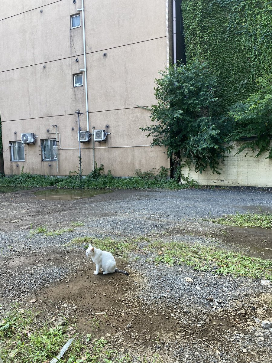 たにゃ tweet media