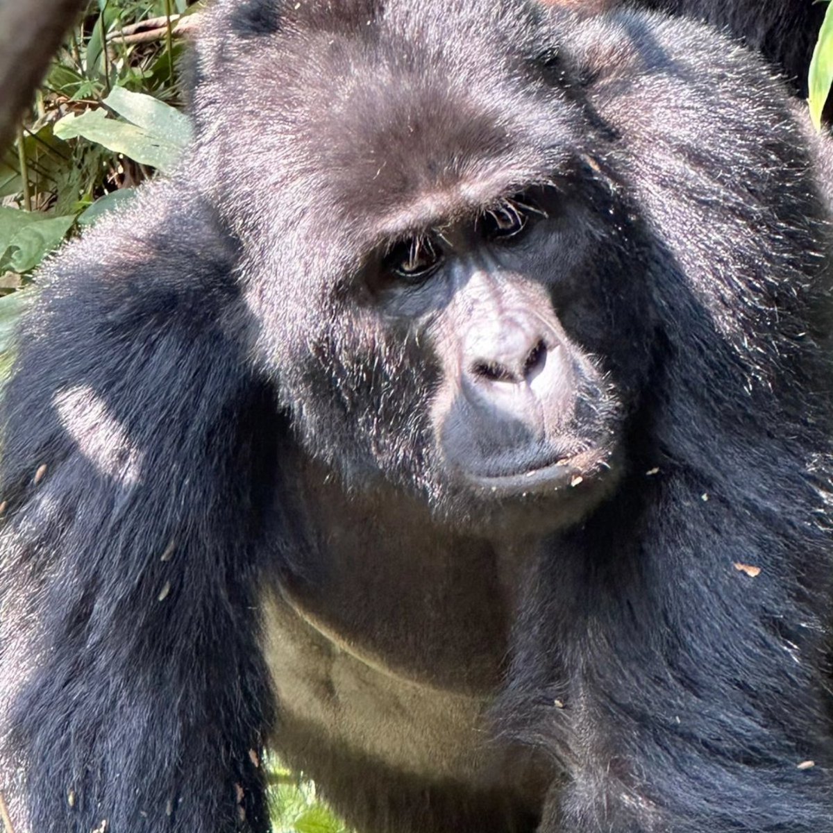 Adept Kenya Safaris tweet media