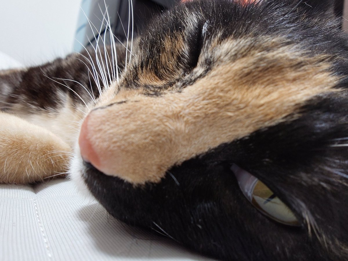 sed0922's tweet photo. スマホをXperia5ⅤからXperia1Ⅵに変えました
カメラが綺麗て感動してます
#わさび #サビ猫 #保護猫 https://t.co/tB5sAcY7Qy