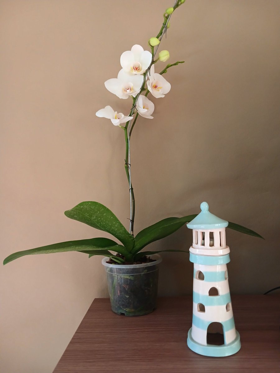 tengounataser's tweet photo. Me regalaron una orquídea, A MI que se me secó un cactus. Les pido cadena de oración por ella, protegela señor con tu espíritu https://t.co/BMtrzix1X5