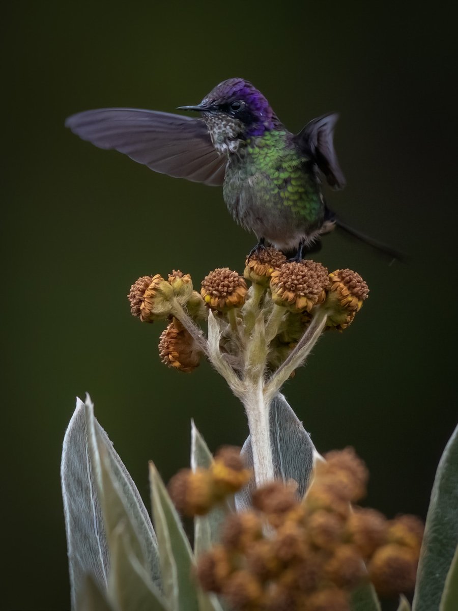 edularotta's tweet photo. Un juvenil en el paramo. Colombia. https://t.co/wsEmf3dPE0