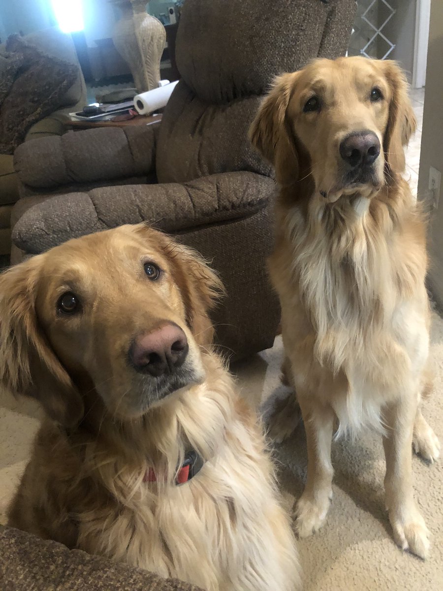 B2BaxterBailey's tweet image. Mama says thanks for all the boops. She got a bizillion million thousand! We love our pals. So much goodness here on #dogtwitter ❤️❤️ Happy Saturday!