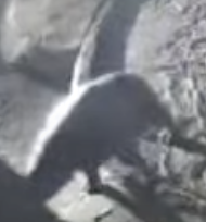 Koirakes tweet media