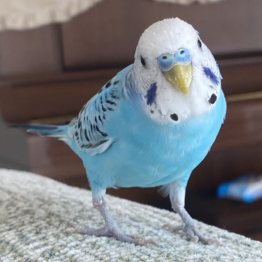 千葉県佐倉市で青いセキセイインコを保護してから約１ヶ月経ちました。疥癬が治ってきてお顔がだいぶ綺麗になってきました✨
豆苗と新聞紙が苦手で、手に乗るのが大好きな子です。
飼い主さんに届きますように。
#セキセイインコ #インコ #迷子鳥 #保護鳥