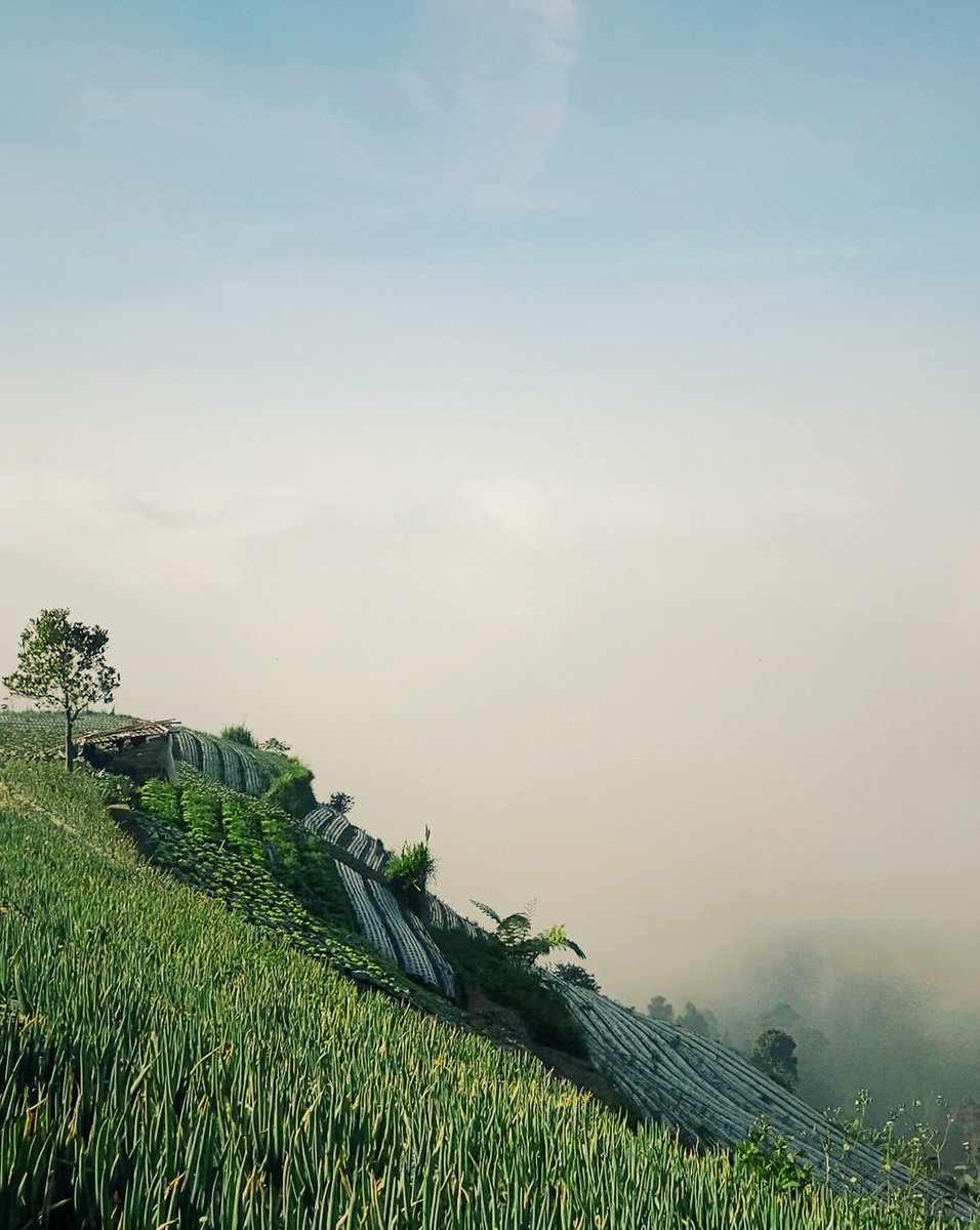 denoorhat's tweet photo. Di balik kabut pagi. Hidup kadang tertutup kabut tantangan, tapi di dalamnya selalu ada warna-warni yang menanti untuk ditemukan.🍃 https://t.co/SFiF4z5e1q