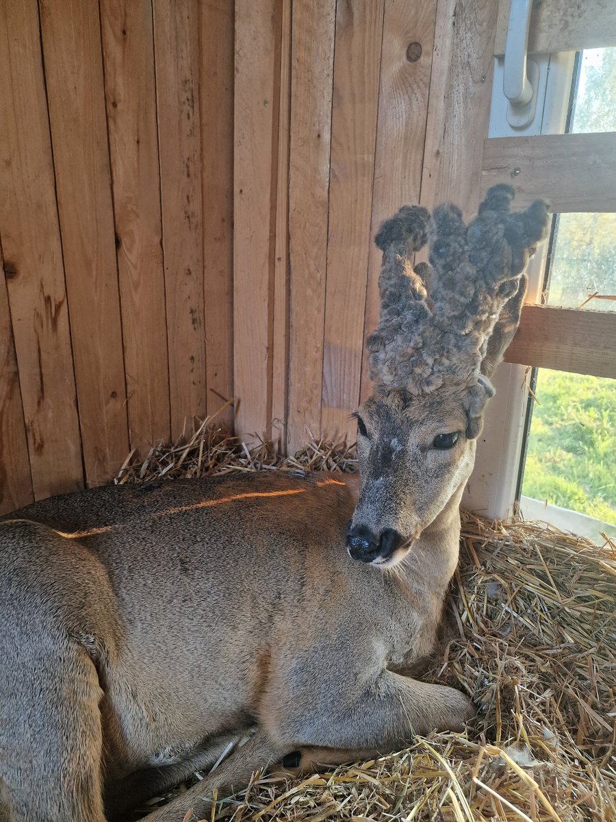 Stellis. Viņš nenojauš kā ir mainījis manu dzīvi :) Mans mīlākais dzīvnieks! Ļoti labs raksturā. Es teiktu - perfekts!