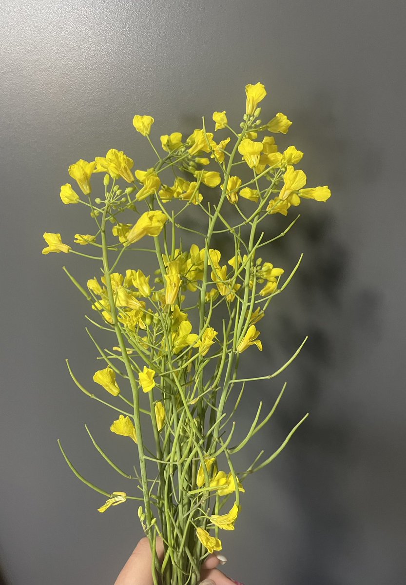 veníamos en la ruta y mi novio paró porque vio flores amarillas, detalles que enamoran 🫶🏻