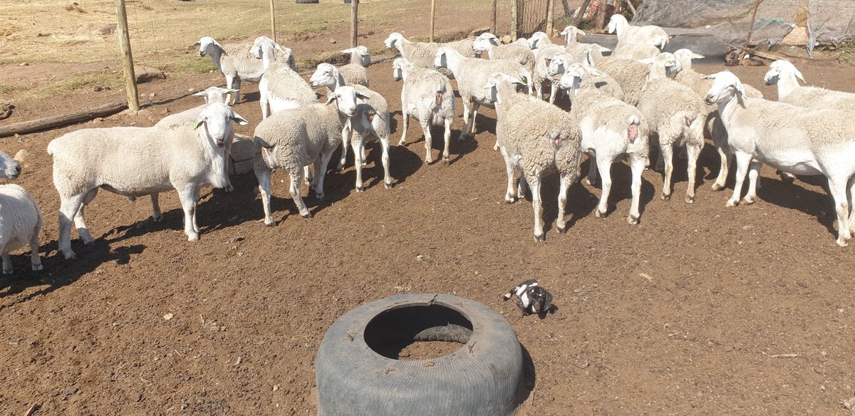 MisterMathula's tweet photo. Hold The Vision, Drop The Excuses, Remember Your Why, Swerve Around Obstacles. Trust The Process☝🏽

Introducing White Dorper Sheep❤️

#SNOW  #N3TrafficAlert  #Kwazulu-Natal #Durban # https://t.co/Zpk4WjGlll