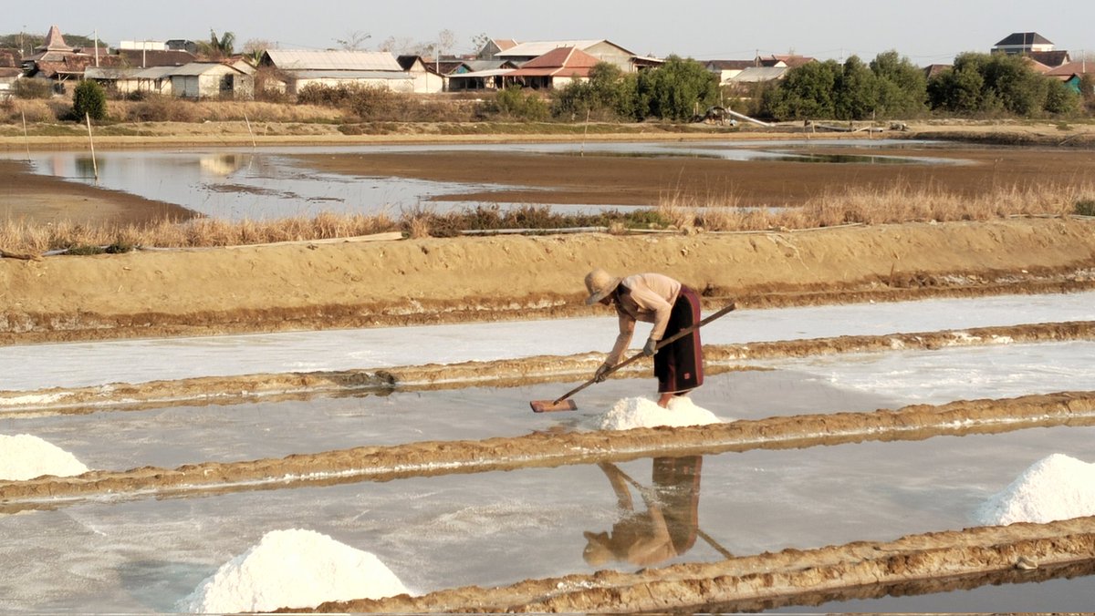 Kemarau panjang, beri peluang bagi petambak bandeng di Sarang untuk budidaya garam