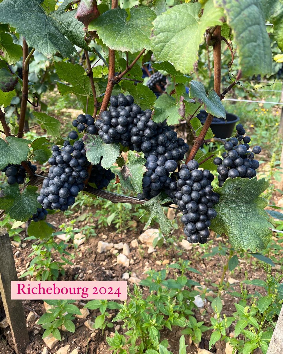 Caroline PARENT GROS tweet media